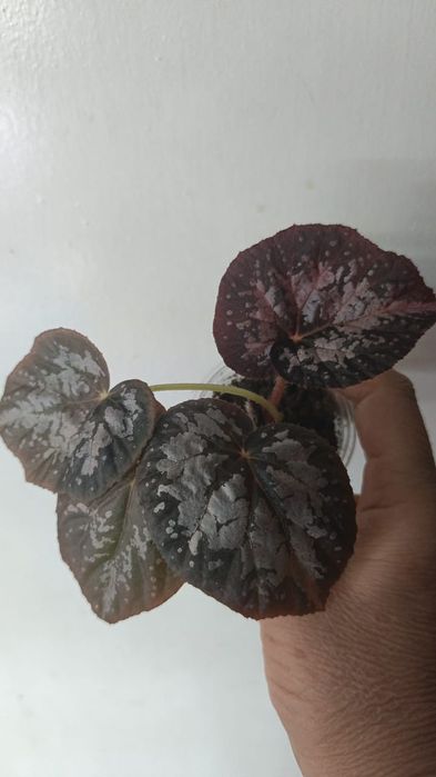 Каталог бегоний Петропавловск