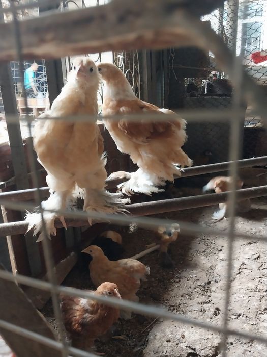 Курицы  домашние
