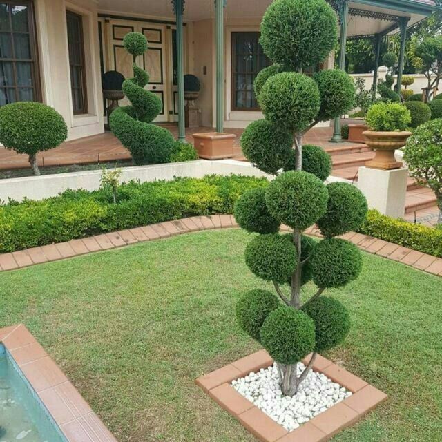 Ланшаф дизайнер тайор газон декаратив кучатлар екиш ва Шакил бериш