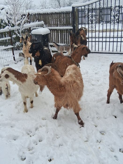 Vînd 10 capre tinere