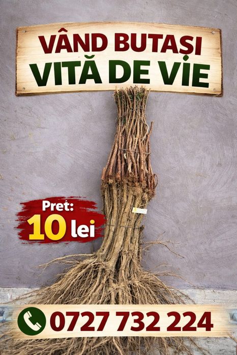 Vand butasi vita de vie fraga alba,capsunica,ananas