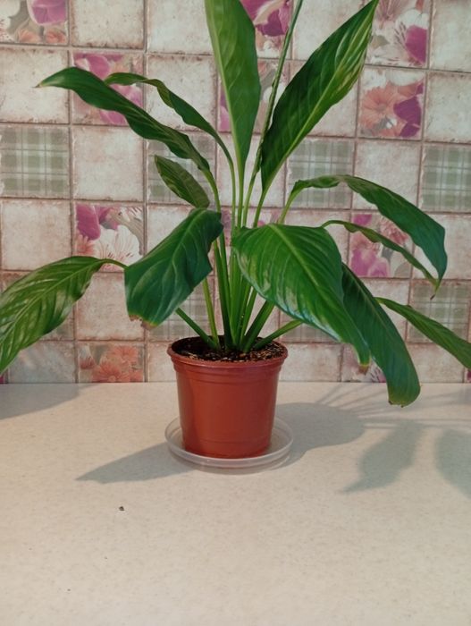 Женское счастье 2500