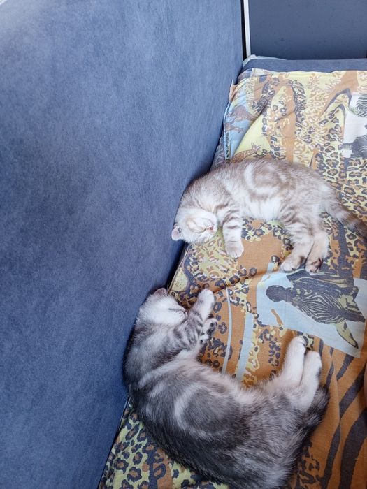 Котята шотланские