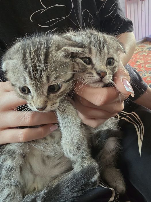 Отдам котят бесплатно