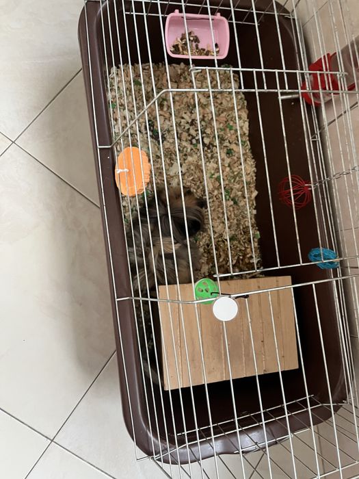 Подарявам морско свинче