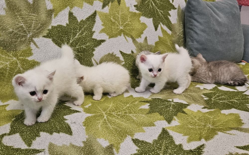 Британски и шотландски котенца