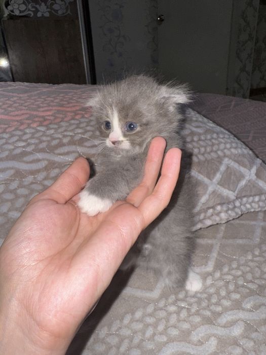 Продаются котята