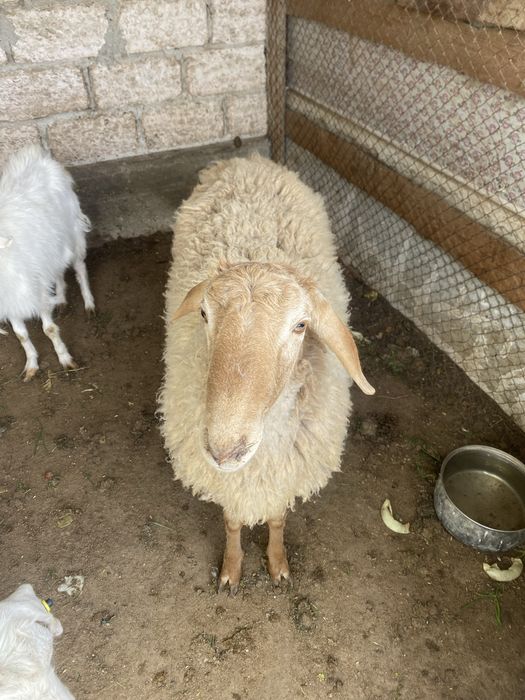 Қой……………………………..