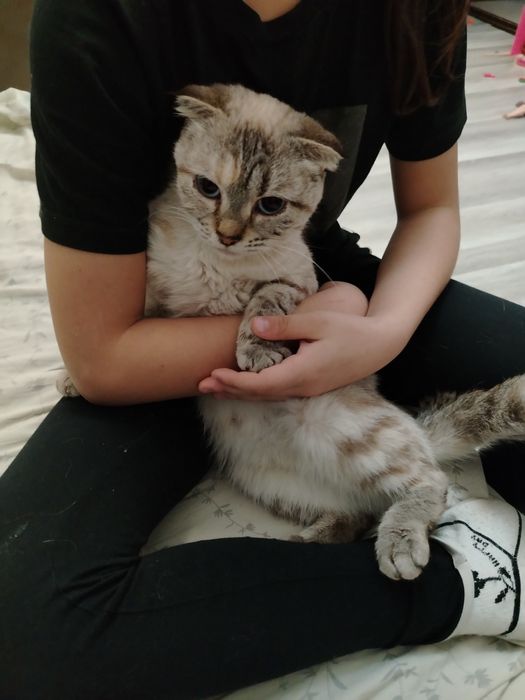 В добрые руки скотиш Фолд девочка