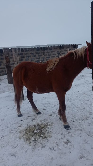 Айгырлар сатылады