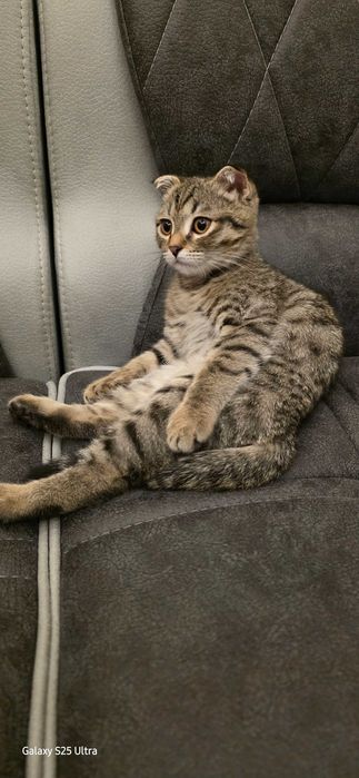 Продам котенку хорошим рукам