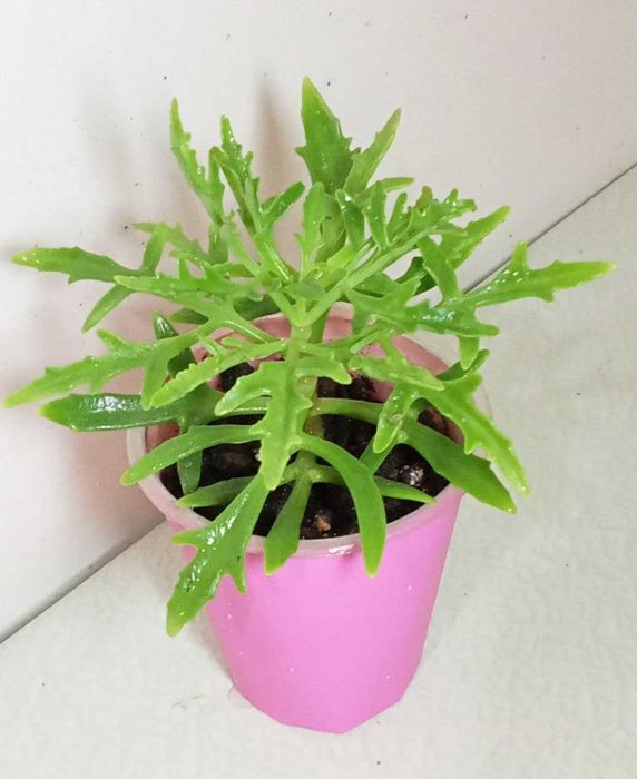 Продам. Для любителей выращивания цветов от маленьких до больших.