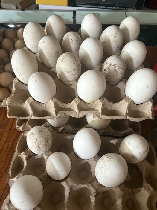 Яйца гусиные қаздың жумыртқасы