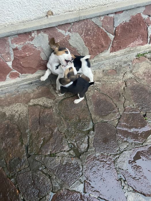 Кученца Бигъл на два месеца