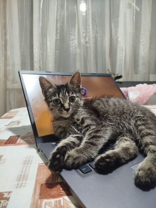 Полупородистые КотЯта