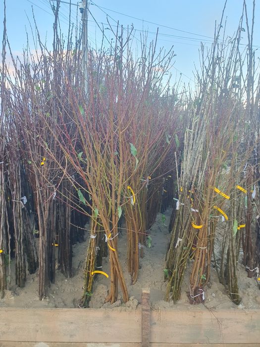 Pomi fructiferi altoiti