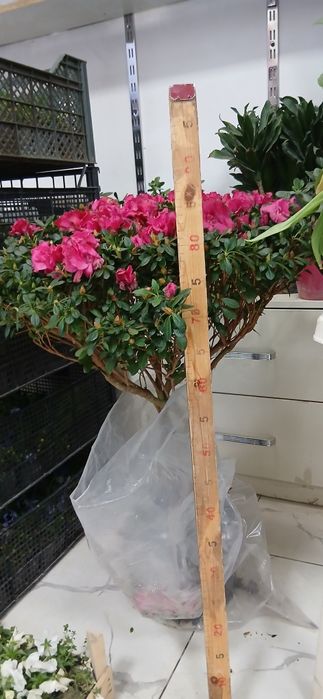 Азалия Azalia Azalea большой куст для подарки отличные выбор