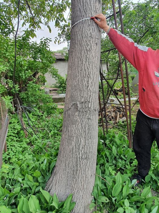 Продам дерево Орех