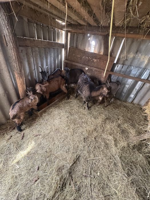 Vand 8 capre , metis cu alpin fracez