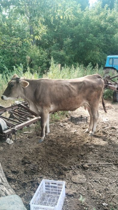 Продам корову стальная крупная доенаяя