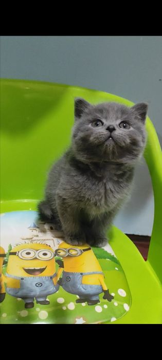 Продаётся котенок девочка породы скоттиш страйт.