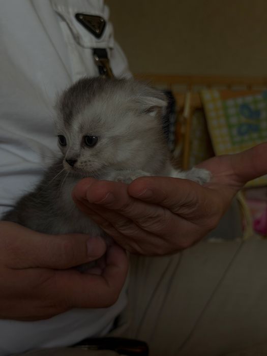 Готовятся к продаже котята