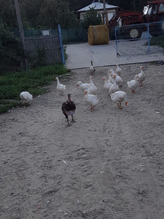 Gâște mari, ouătoare – 230 lei (negociabil) 

Vând gâște sănătoase