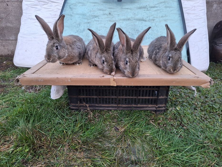 Iepurasi de companie