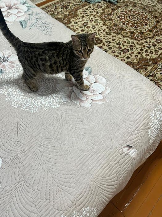 Отдам котика в добрые руки