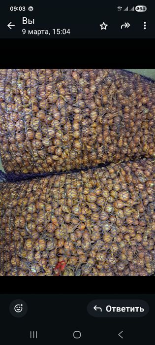 Лук-севок на посадку