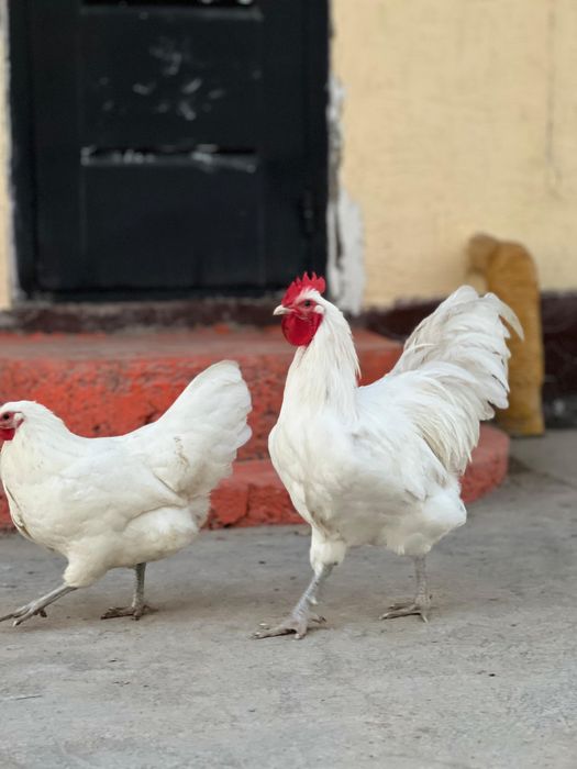 Легорн стандарт тауыктары сатылады оптом