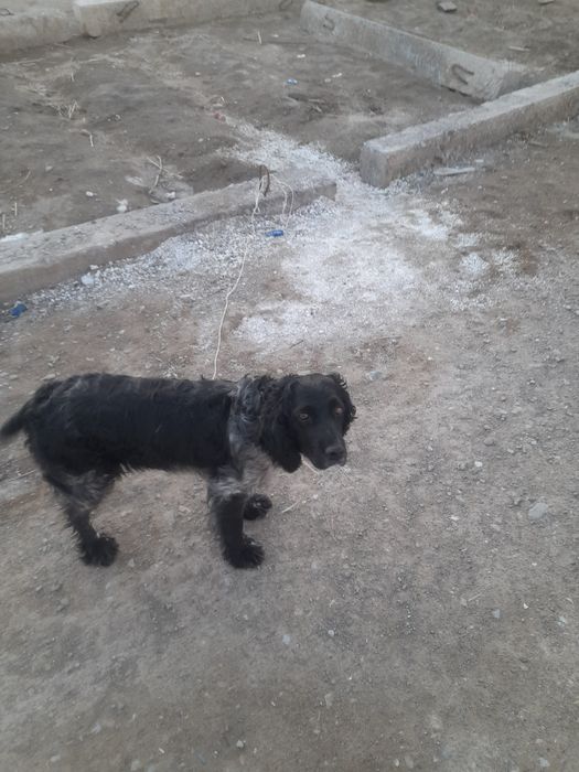 Ургшаы спаниель сатылады