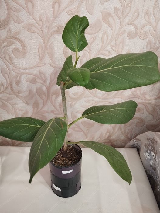 продам Фикус Бенгальский