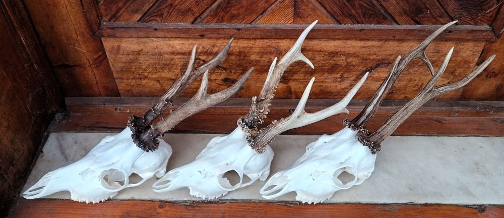 Трофей от сръндаци.Рога.3бр