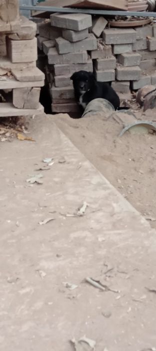 Щенки дворняги,бесплатно