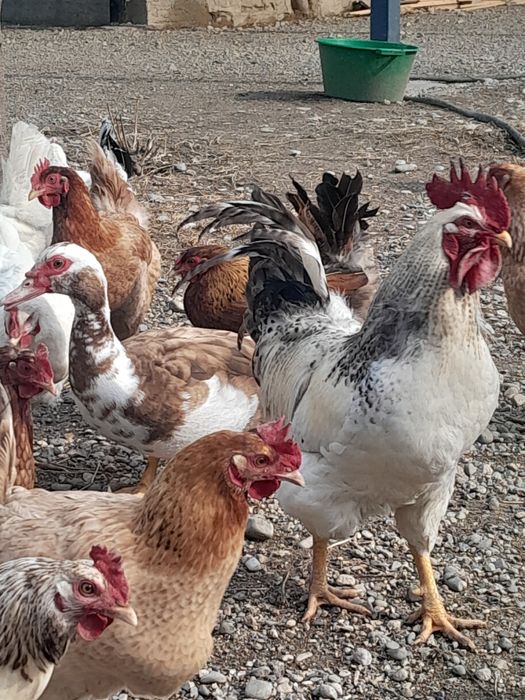 Цыплята недельные