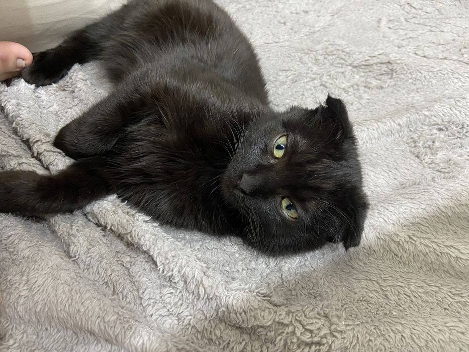 Звоните на номер