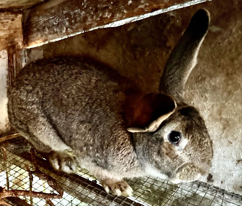 Крольчата, кролики