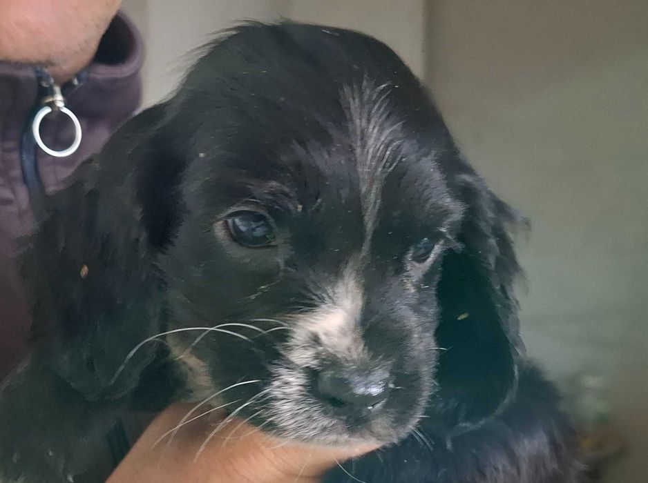 Продавам кокер шпаньол