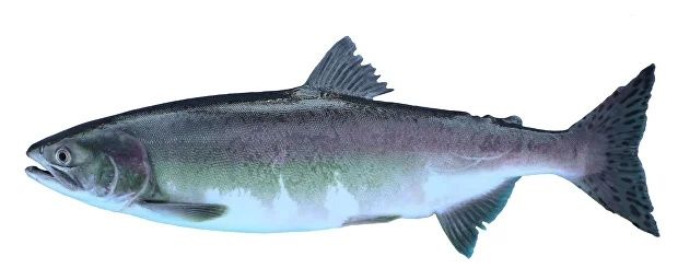 Рыба в ассортименте