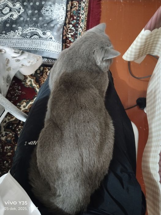 ‼️‼️ VYASKA ‼️‼️