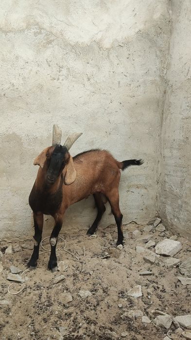 Нуби теке сатылады