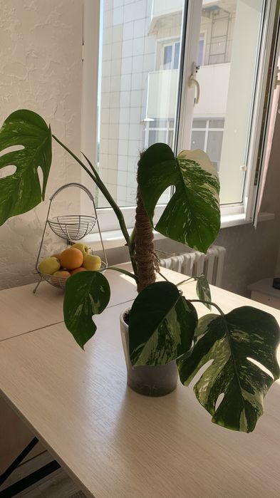 Монстера Альба продам