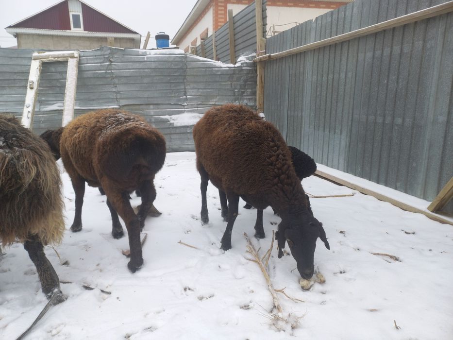 Қошқар сатылада багасы 140мын