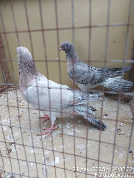 Голуби Широкохвостые