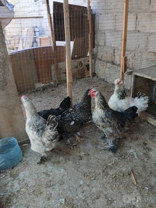 Brama tovug'lari sotiladi manzi kogon narxi 120 dan tuxumda