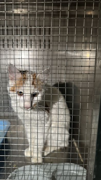 Кошка в добрые руки