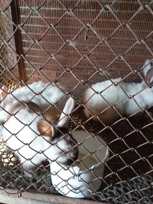 Продам молодых кролов