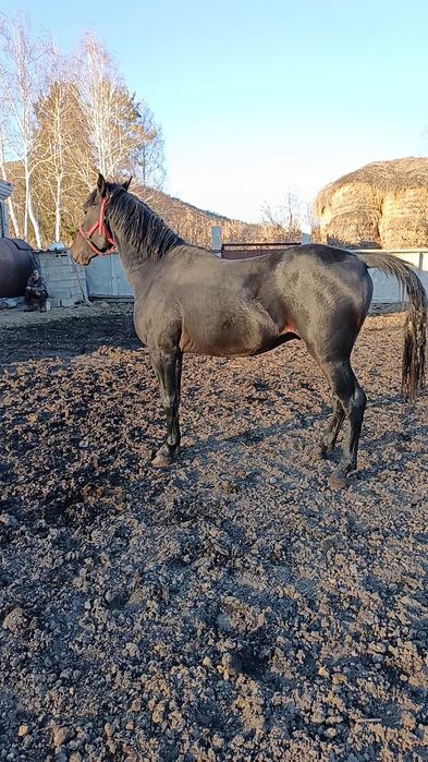 Продам американский жеребец