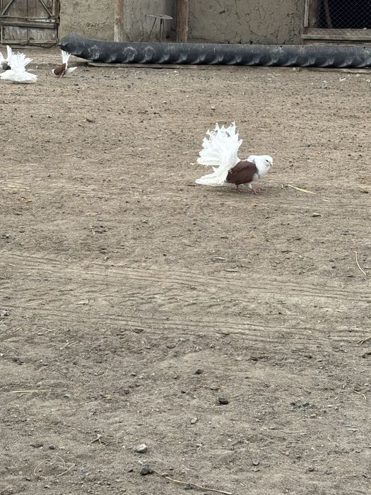 Павлин с гарантией